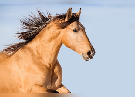 PRE Croisé, Étalon, 2 Ans, 160 cm, Buckskin