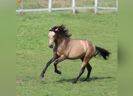 PRE, Étalon, 2 Ans, 160 cm, Gris (bai-dun)