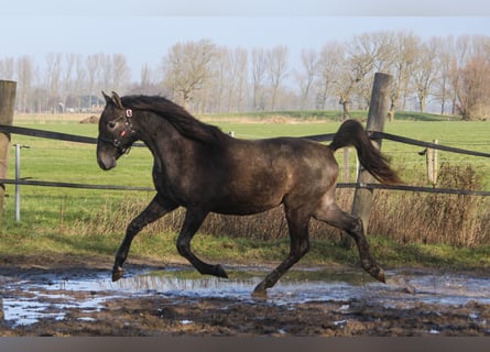 PRE Croisé, Étalon, 2 Ans, 160 cm, Gris