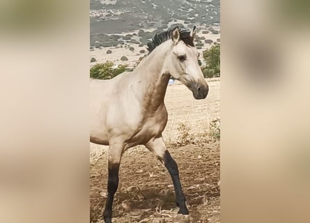 PRE Croisé, Étalon, 2 Ans, 160 cm, Perlino