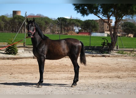 PRE Croisé, Étalon, 2 Ans, 160 cm, Peut devenir gris