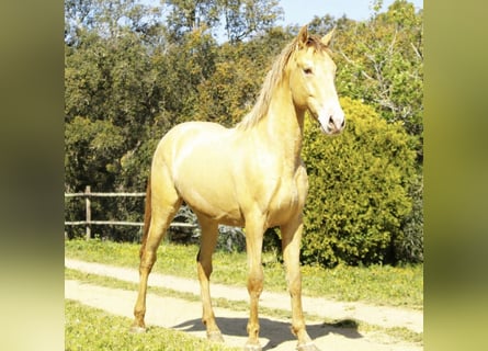 PRE, Étalon, 2 Ans, 161 cm, Champagne