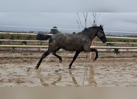 PRE, Étalon, 2 Ans, 161 cm