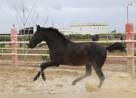 PRE, Étalon, 2 Ans, 161 cm
