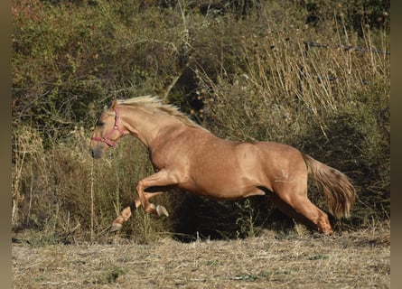 PRE Croisé, Étalon, 2 Ans, 162 cm, Palomino