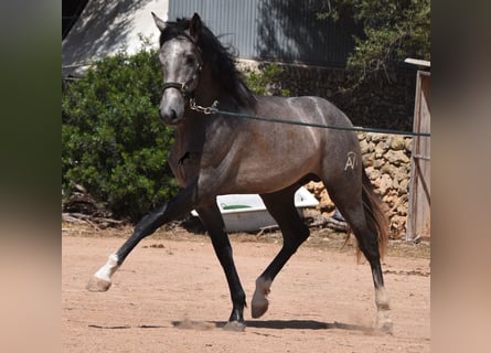 PRE, Étalon, 2 Ans, 163 cm, Gris