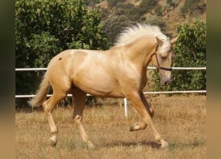 PRE Croisé, Étalon, 2 Ans, 163 cm, Overo-toutes couleurs