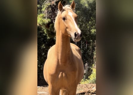 PRE Croisé, Étalon, 2 Ans, 163 cm, Palomino