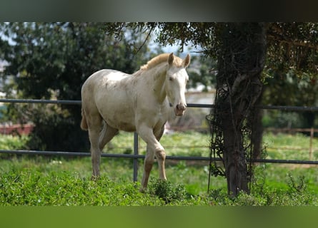 PRE Croisé, Étalon, 2 Ans, 163 cm, Perlino