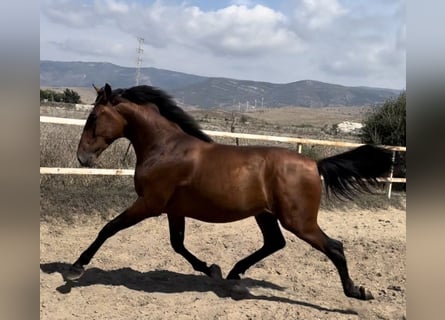 PRE, Étalon, 2 Ans, 164 cm, Bai cerise