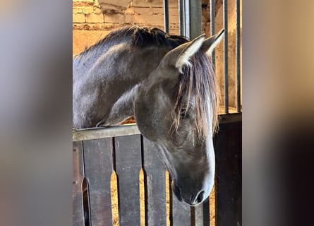 PRE, Étalon, 2 Ans, 164 cm, Gris