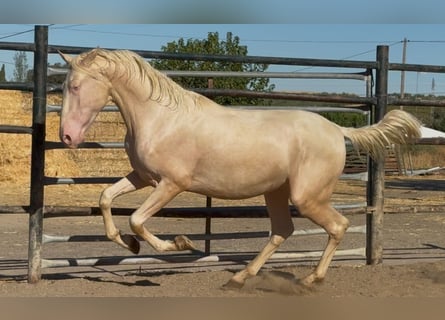 PRE Croisé, Étalon, 2 Ans, 165 cm, Cremello