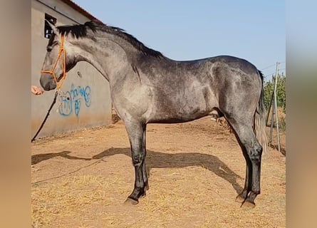 PRE Croisé, Étalon, 2 Ans, 165 cm, Gris