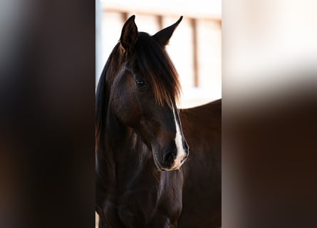PRE Croisé, Étalon, 2 Ans, 165 cm, Noir