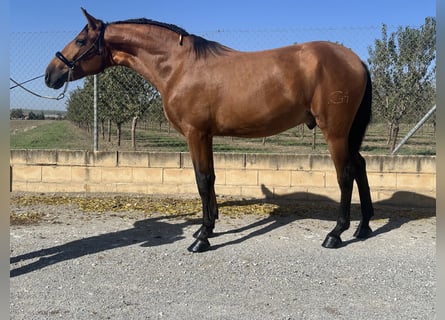 PRE Croisé, Étalon, 2 Ans, 166 cm, Bai