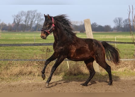 PRE Croisé, Étalon, 2 Ans, 167 cm, Bai brun