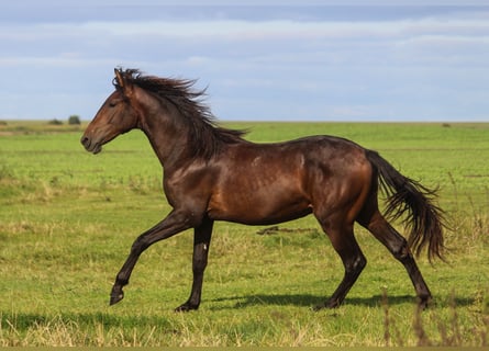 PRE Croisé, Étalon, 2 Ans, 168 cm, Bai brun