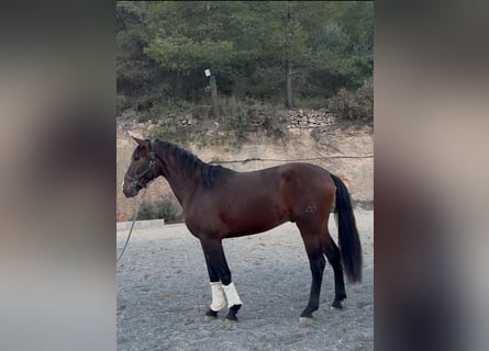 PRE Croisé, Étalon, 2 Ans, 168 cm, Bai