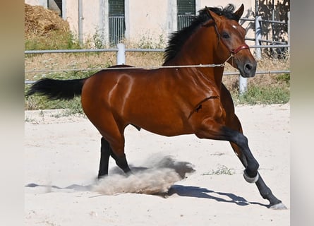 PRE Croisé, Étalon, 2 Ans, 169 cm, Bai