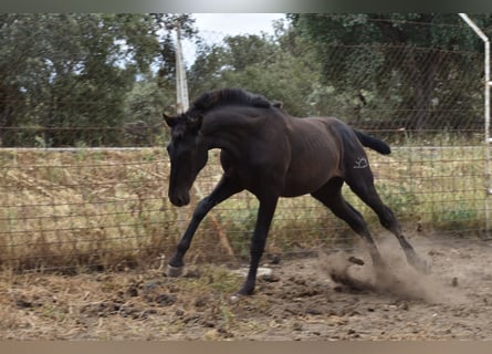 PRE, Étalon, 2 Ans, 170 cm, Noir