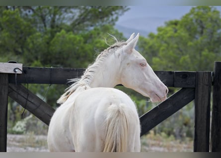 PRE Croisé, Étalon, 2 Ans, 172 cm, Perlino