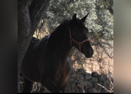 PRE Croisé, Étalon, 2 Ans, 174 cm, Noir