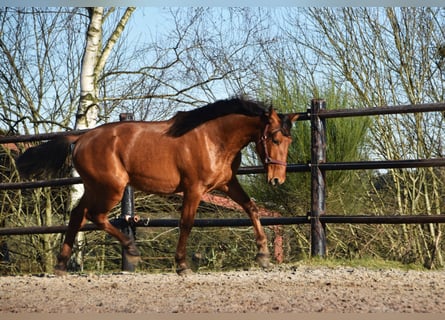 PRE Croisé, Étalon, 2 Ans, Bai