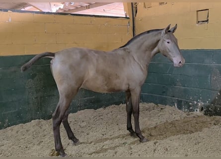 PRE, Étalon, 2 Ans, Champagne