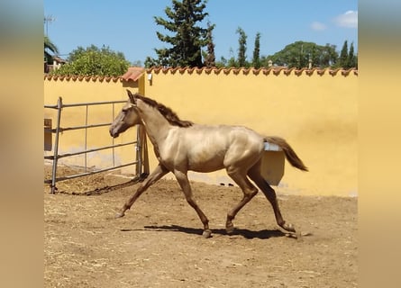 PRE, Étalon, 2 Ans, Champagne