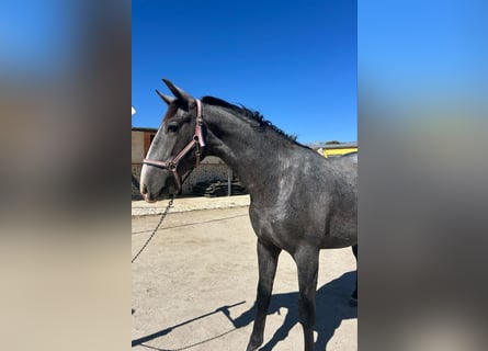 PRE Croisé, Étalon, 2 Ans, Gris