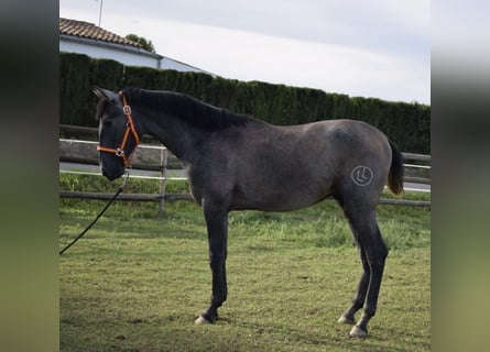 PRE, Étalon, 2 Ans, Gris