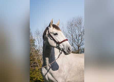 PRE Croisé, Étalon, 2 Ans, Gris