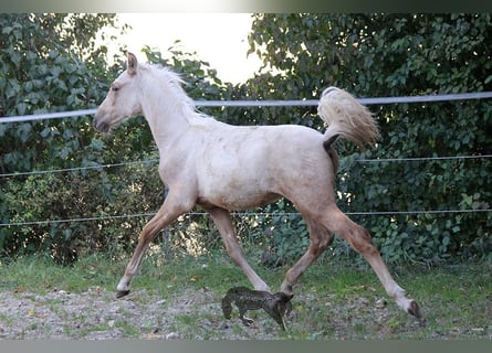 PRE, Étalon, 2 Ans, Palomino