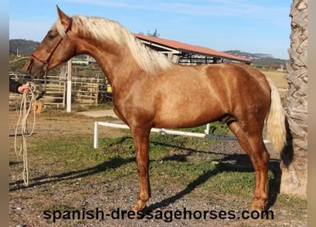 PRE Croisé, Étalon, 3 Ans, 152 cm, Palomino