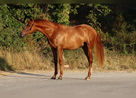 PRE, Étalon, 3 Ans, 155 cm, Alezan cuivré