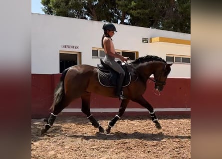 PRE Croisé, Étalon, 3 Ans, 155 cm