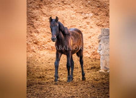 PRE, Étalon, 3 Ans, 155 cm, Noir