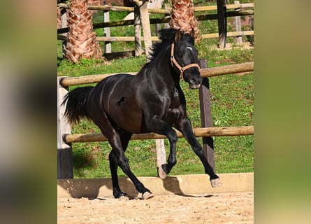 PRE Croisé, Étalon, 3 Ans, 155 cm, Noir