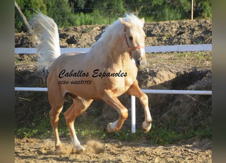 PRE Croisé, Étalon, 3 Ans, 155 cm, Palomino