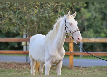 PRE Croisé, Étalon, 3 Ans, 155 cm, Perlino