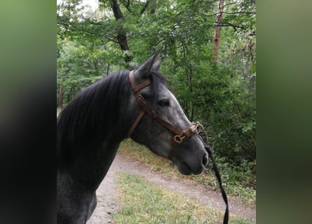 PRE, Étalon, 3 Ans, 156 cm, Gris noir