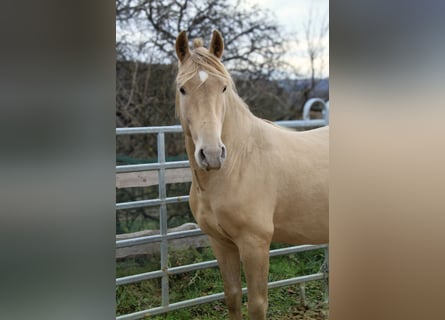 PRE, Étalon, 3 Ans, 157 cm, Champagne