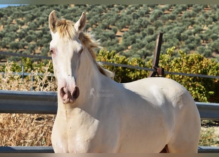 PRE Croisé, Étalon, 3 Ans, 157 cm, Perle