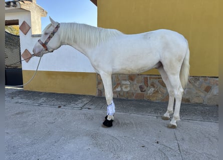 PRE Croisé, Étalon, 3 Ans, 158 cm, Cremello