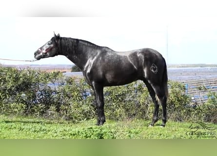 PRE Croisé, Étalon, 3 Ans, 158 cm, Gris