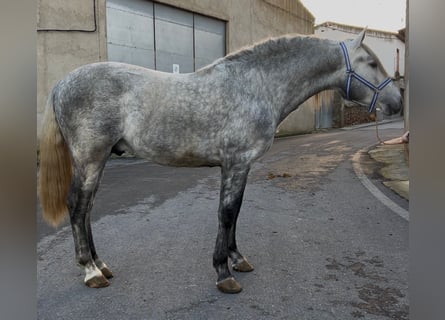PRE, Étalon, 3 Ans, 158 cm, Gris pommelé