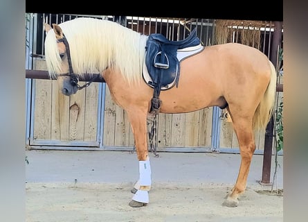 PRE Croisé, Étalon, 3 Ans, 158 cm, Palomino