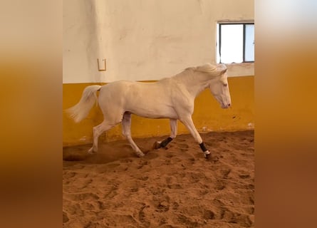 PRE Croisé, Étalon, 3 Ans, 159 cm, Cremello