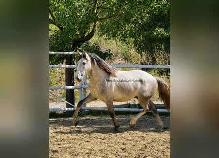 PRE Croisé, Étalon, 3 Ans, 159 cm, Gris