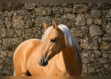 PRE, Étalon, 3 Ans, 159 cm, Palomino